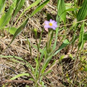 Vittadinia cuneata at Jerrabomberra, ACT - 14 Oct 2022