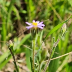 Vittadinia cuneata at Jerrabomberra, ACT - 14 Oct 2022