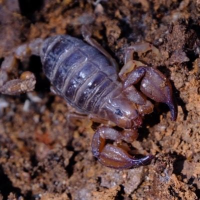 Urodacus manicatus (Black Rock Scorpion) at Aranda Bushland - 14 Oct 2022 by Kurt