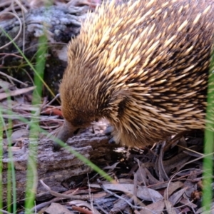 Tachyglossus aculeatus at Molonglo Valley, ACT - 14 Oct 2022 01:55 PM