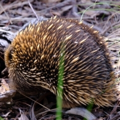 Tachyglossus aculeatus at Molonglo Valley, ACT - 14 Oct 2022 01:55 PM