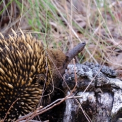 Tachyglossus aculeatus at Molonglo Valley, ACT - 14 Oct 2022 01:55 PM