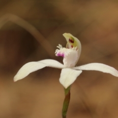 Caladenia dimorpha at Kangaloon, NSW - 14 Oct 2022 by Snowflake