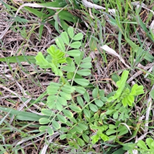 Vicia sativa at Watson, ACT - 13 Oct 2022