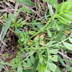 Vicia sativa at Watson, ACT - 13 Oct 2022