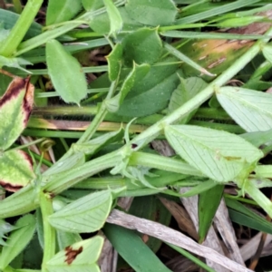 Vicia sativa at Watson, ACT - 13 Oct 2022