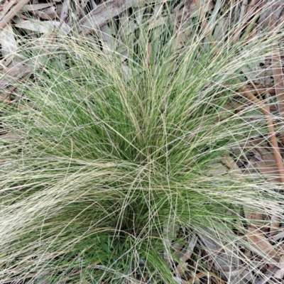 Nassella trichotoma (Serrated Tussock) at Watson, ACT - 12 Oct 2022 by abread111