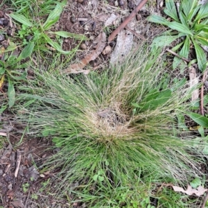 Nassella trichotoma at Watson, ACT - 13 Oct 2022