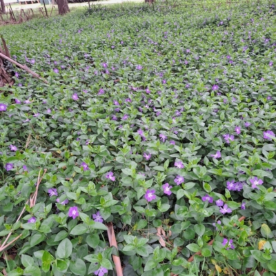 Vinca major (Blue Periwinkle) at Watson, ACT - 12 Oct 2022 by abread111