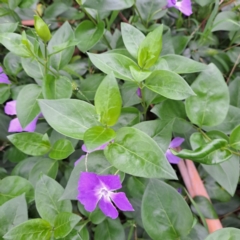 Vinca major at Watson, ACT - 13 Oct 2022