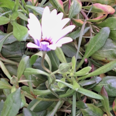 Dimorphotheca ecklonis (African Daisy) at Watson, ACT - 12 Oct 2022 by abread111