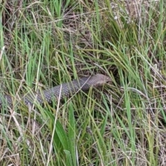 Pseudonaja textilis (Eastern Brown Snake) at Lower Molonglo - 4 Oct 2022 by Proslyn