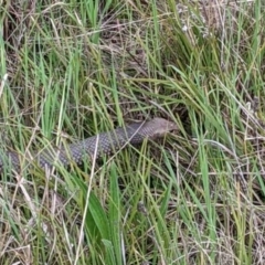 Pseudonaja textilis (Eastern Brown Snake) at Molonglo River Reserve - 4 Oct 2022 by Proslyn