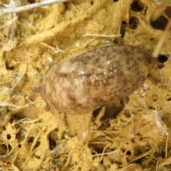 Deroceras reticulatum (Grey Field Slug) at Bonner, ACT - 12 Oct 2022 by Christine