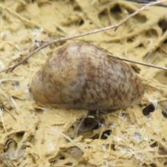 Deroceras reticulatum at Mulligans Flat - 12 Oct 2022