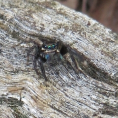 Jotus auripes (Jumping spider) at Mulligans Flat - 12 Oct 2022 by Christine