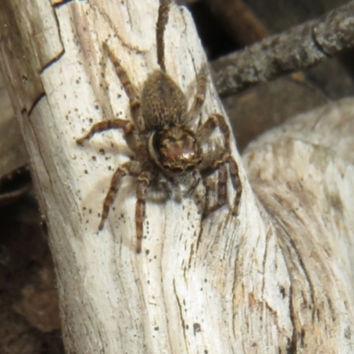 Maratus griseus (Jumping spider) at Mulligans Flat - 12 Oct 2022 by Christine