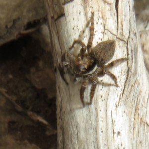 Maratus griseus at Bonner, ACT - 12 Oct 2022 01:42 PM