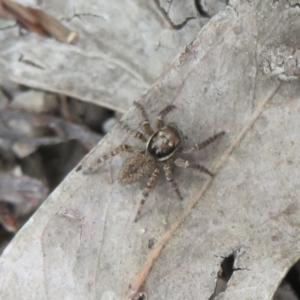 Maratus griseus at Bonner, ACT - 12 Oct 2022 01:42 PM