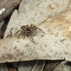 Maratus griseus at Bonner, ACT - 12 Oct 2022 01:42 PM