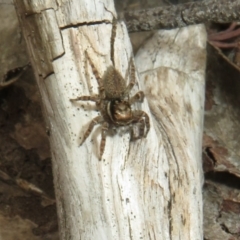 Maratus griseus at Bonner, ACT - 12 Oct 2022 01:42 PM