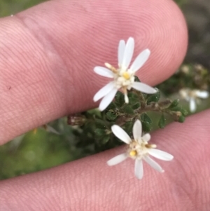 Olearia microphylla at Bruce, ACT - 4 Sep 2022