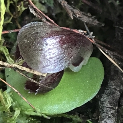 Corysanthes incurva (Slaty Helmet Orchid) by Tapirlord