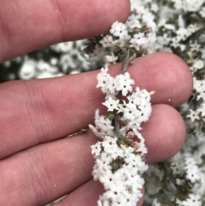 Leucopogon attenuatus (Small-leaved Beard Heath) at Bruce, ACT - 4 Sep 2022 by Tapirlord