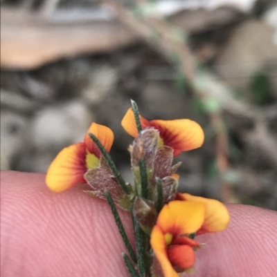 Dillwynia sericea (Egg And Bacon Peas) at Bruce, ACT - 4 Sep 2022 by Tapirlord