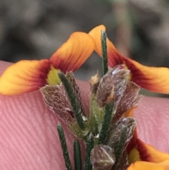 Dillwynia sericea at Bruce, ACT - 4 Sep 2022