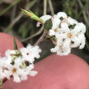 Leucopogon virgatus at Bruce, ACT - 4 Sep 2022