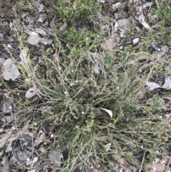 Leucopogon virgatus at Bruce, ACT - 4 Sep 2022