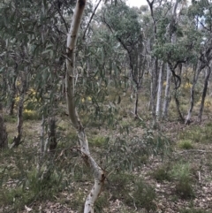 Eucalyptus mannifera (Brittle Gum) at Bruce, ACT - 4 Sep 2022 by Tapirlord