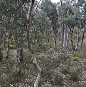 Eucalyptus mannifera at Bruce, ACT - 4 Sep 2022