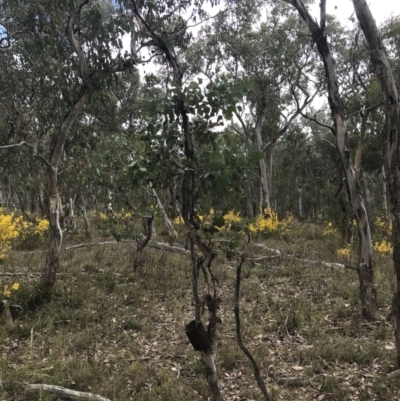 Eucalyptus polyanthemos subsp. polyanthemos (Red Box) at Bruce, ACT - 4 Sep 2022 by Tapirlord