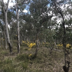 Eucalyptus polyanthemos subsp. polyanthemos at Bruce, ACT - 4 Sep 2022