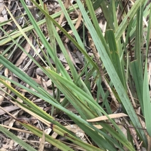 Dianella revoluta var. revoluta at Acton, ACT - 4 Sep 2022