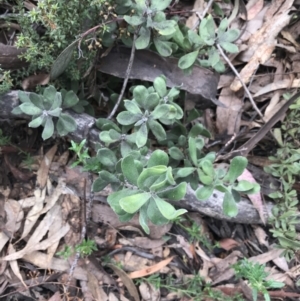 Persoonia rigida at Acton, ACT - 4 Sep 2022