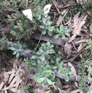 Persoonia rigida at Acton, ACT - 4 Sep 2022