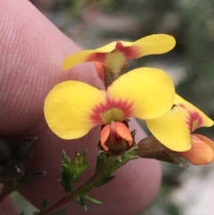 Dillwynia phylicoides (A Parrot-pea) at Acton, ACT - 4 Sep 2022 by Tapirlord
