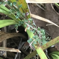 Bossiaea buxifolia at Acton, ACT - 4 Sep 2022 11:34 AM