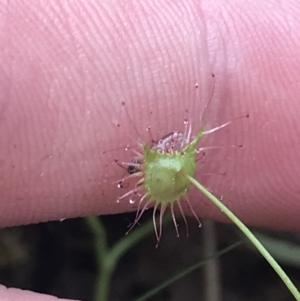 Drosera auriculata at Acton, ACT - 4 Sep 2022