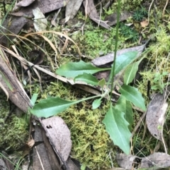 Goodenia hederacea subsp. hederacea (Ivy Goodenia, Forest Goodenia) at ANU Dickson Precinct - 4 Sep 2022 by Tapirlord