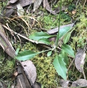 Goodenia hederacea subsp. hederacea at Acton, ACT - 4 Sep 2022