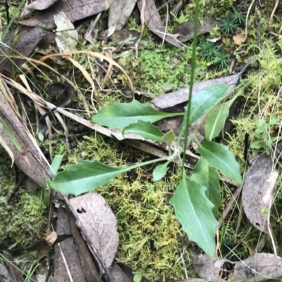 Goodenia hederacea subsp. hederacea (Ivy Goodenia, Forest Goodenia) at Sullivans Creek, Acton - 4 Sep 2022 by Tapirlord