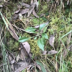 Goodenia hederacea subsp. hederacea at Acton, ACT - 4 Sep 2022