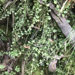 Asplenium flabellifolium (Necklace Fern) at Acton, ACT - 4 Sep 2022 by Tapirlord