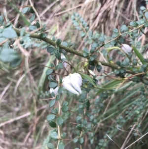 Stypandra glauca at Acton, ACT - 4 Sep 2022