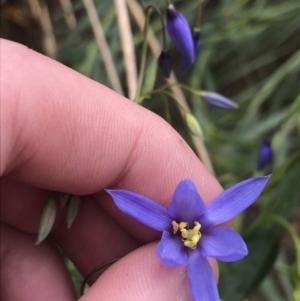 Stypandra glauca at Acton, ACT - 4 Sep 2022