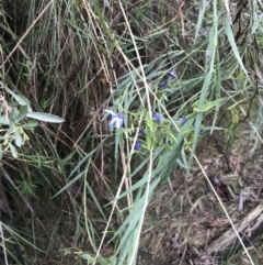 Stypandra glauca at Acton, ACT - 4 Sep 2022